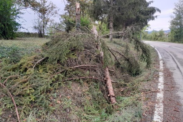 4 montiglio albero