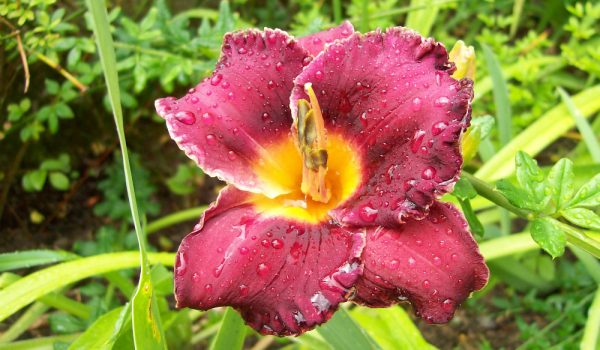 74mila varietà per l'hemerocallis, fiore vigoroso