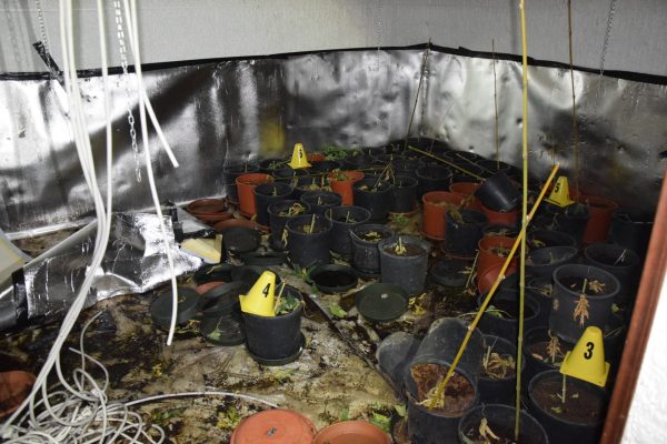 93 sequestro marijuana polizia asti
