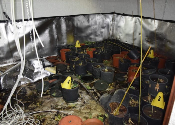93 sequestro marijuana polizia asti