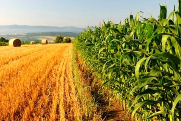 Colture agriambientali