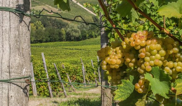 Vigneti del Moscato