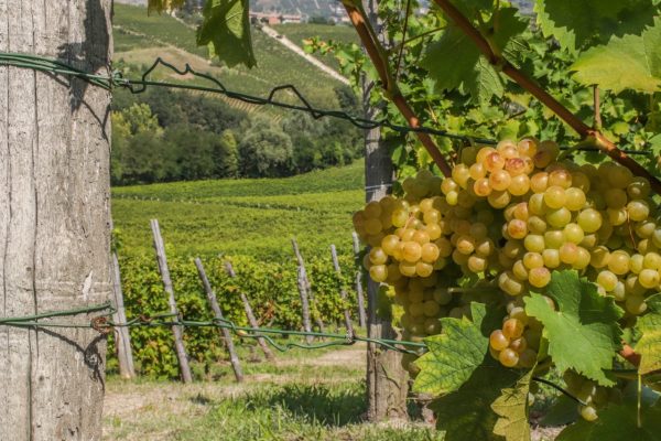 Vigneti del Moscato