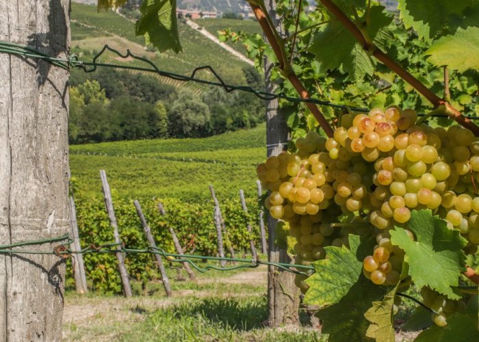 Vigneti del Moscato