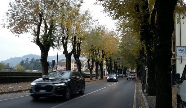 Alberata viale Risorgimento