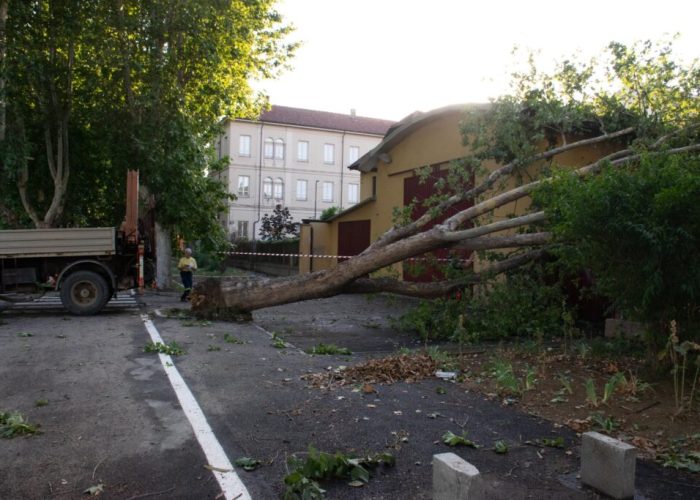 Albero caduto