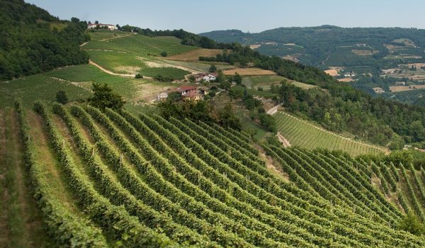 Le colline che producono l'Alta Langa