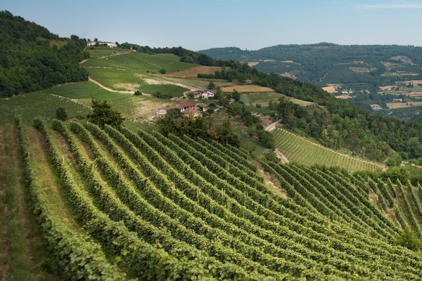 Le colline che producono l'Alta Langa