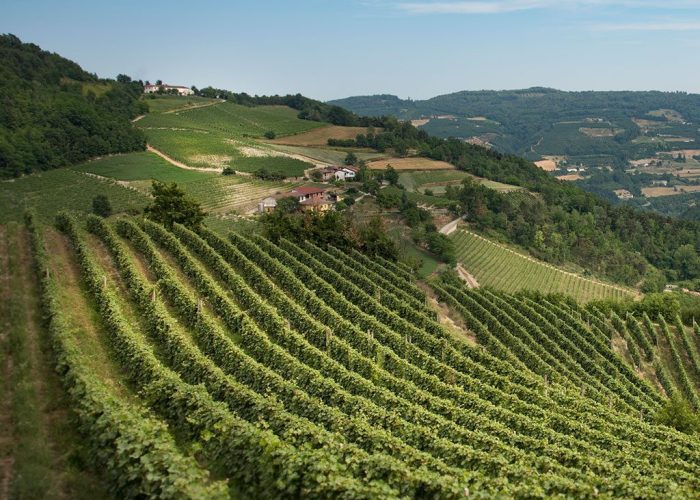 Le colline che producono l'Alta Langa