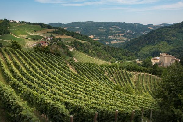 Le colline che producono l'Alta Langa