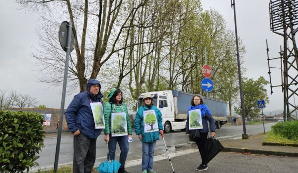 Ambientalisti ultimo giorno platani di corso Savona risultato