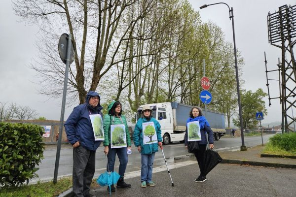 Ambientalisti ultimo giorno platani di corso Savona risultato