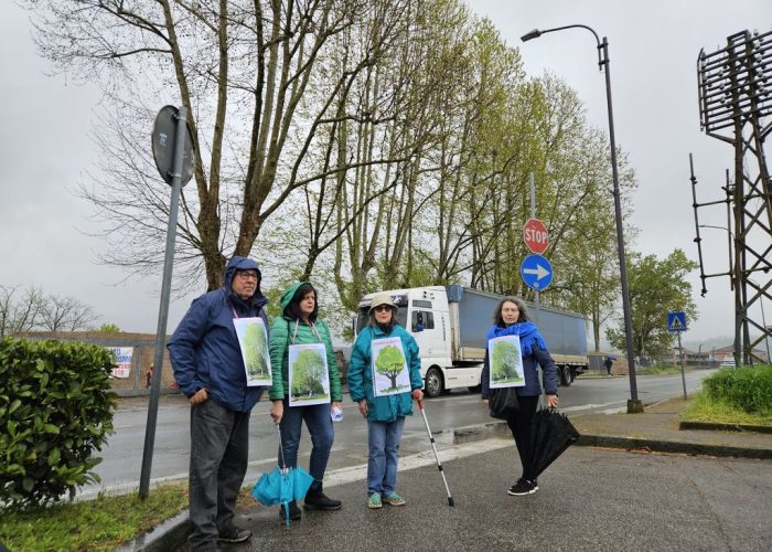 Ambientalisti ultimo giorno platani di corso Savona risultato