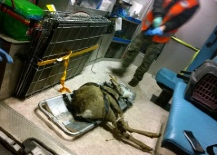Ambulanza veterinaria soccorre capriolo