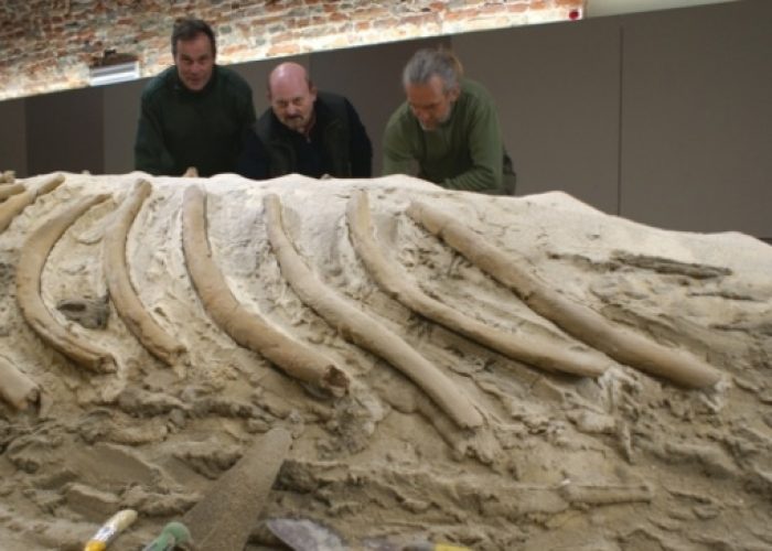 Asti, presto il nuovo Museo Paleontologico