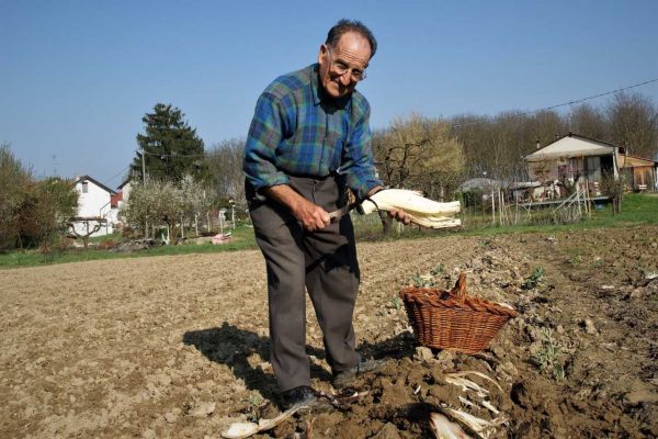 Piero Bongiovanni, maestro dei cardi, uomo mite e gentile. La città gli ha tributato l'ultimo saluto