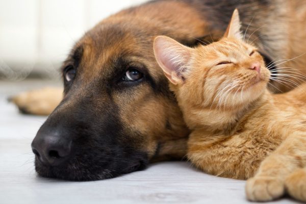 Cane e gatto convivono in alloggio