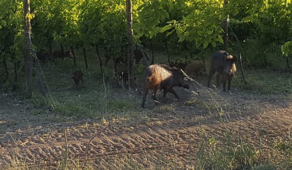 I cinghiali causano ingenti danni all'agricoltura
