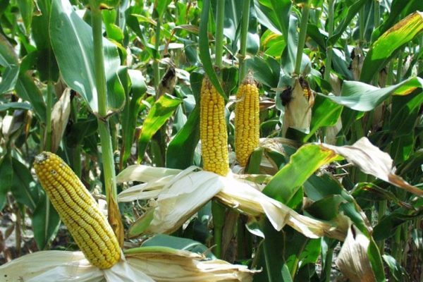 Coltivazione di mais