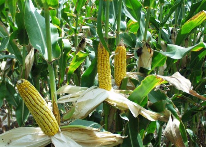 Coltivazione di mais