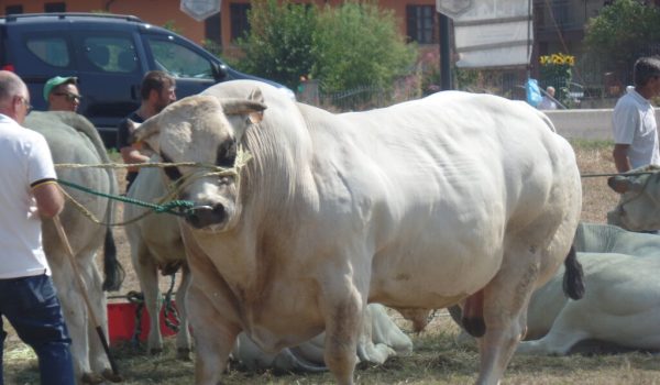 Fiera bovina Valfenera 2022