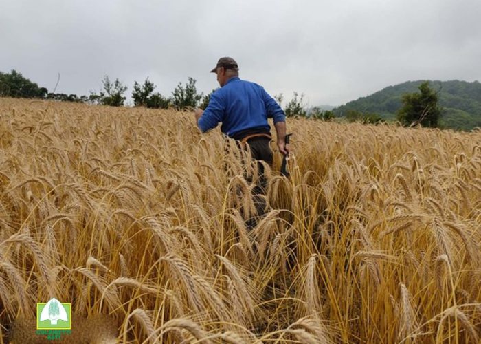 Campo triticale Roccaverano luglio 2021