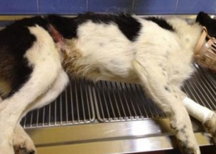 Cane salvato da una trappola dei bracconieri