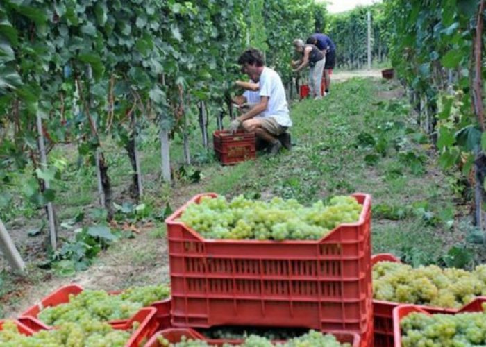 Canelli: stagionali, incontro sulla nuova legge