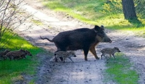 Cinghiali, allarme in tutto il Piemonte