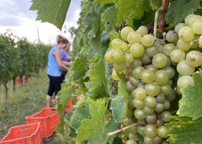ColdriettiAsti_Vendemmia 2021_Low