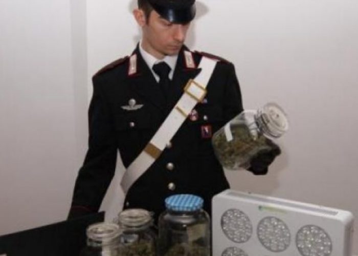 Coltivava marijuana in cantina, arrestato