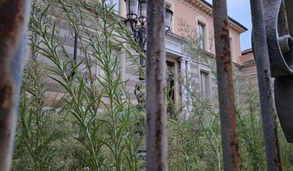 Erbaccia alla Sinagoga agosto