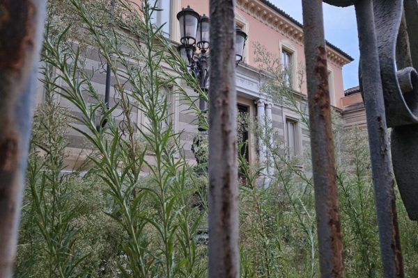 Erbaccia alla Sinagoga agosto