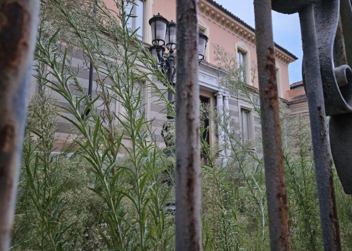 Erbaccia alla Sinagoga agosto