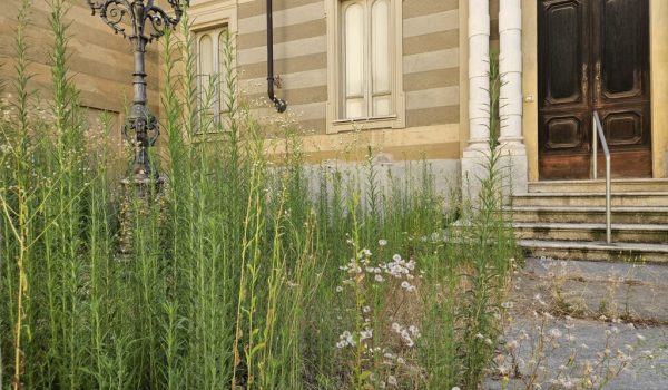 Erbaccia alla Sinagoga di Asti
