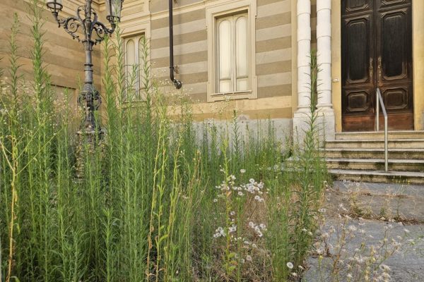 Erbaccia alla Sinagoga di Asti