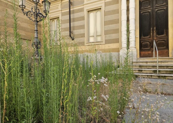 Erbaccia alla Sinagoga di Asti