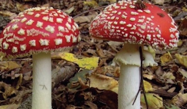 FUNGHI jpeg