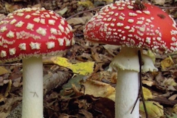 FUNGHI jpeg