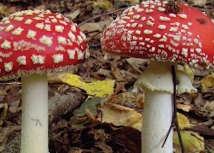 FUNGHI jpeg