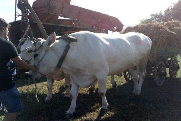 Fiera bovina 2018