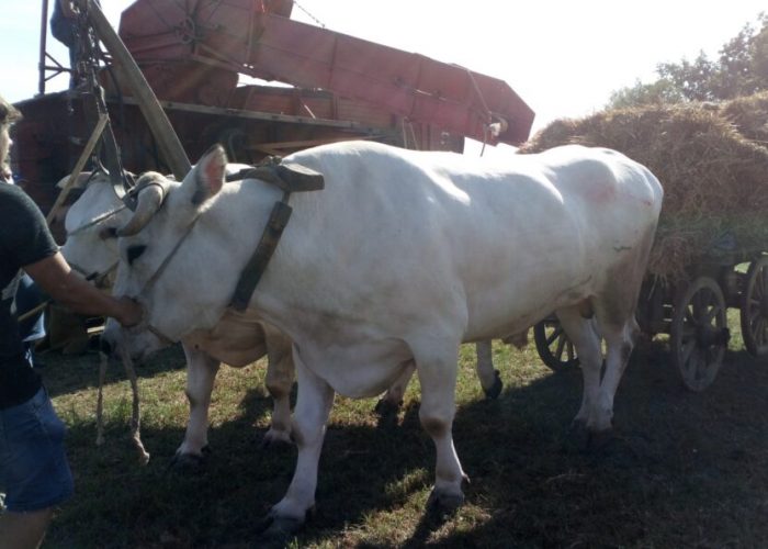 Fiera bovina 2018