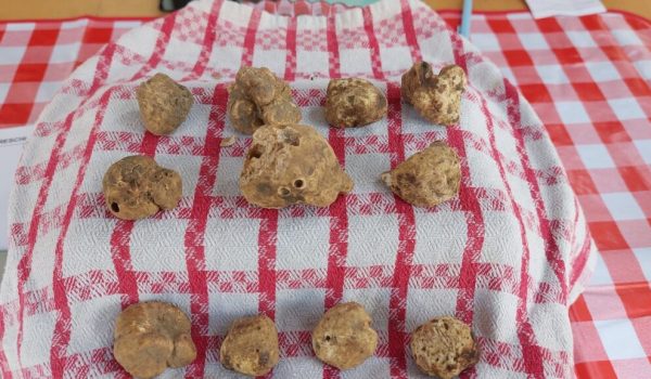 Fiera nazionale del tartufo bianco di Mombercelli