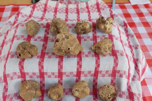 Fiera nazionale del tartufo bianco di Mombercelli