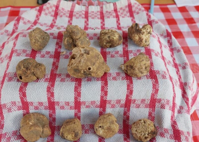 Fiera nazionale del tartufo bianco di Mombercelli
