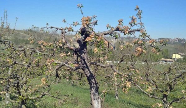 Frutteti a San Marzano Oliveto danneggiati dalle gelate 8 aprile 2021