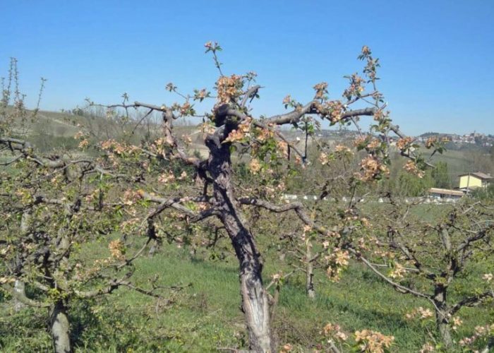 Frutteti a San Marzano Oliveto danneggiati dalle gelate 8 aprile 2021
