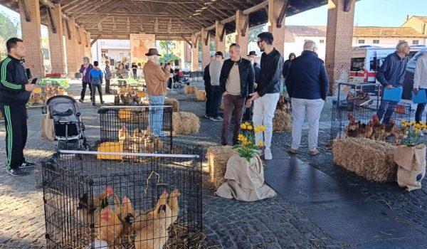 Gallina Bionda