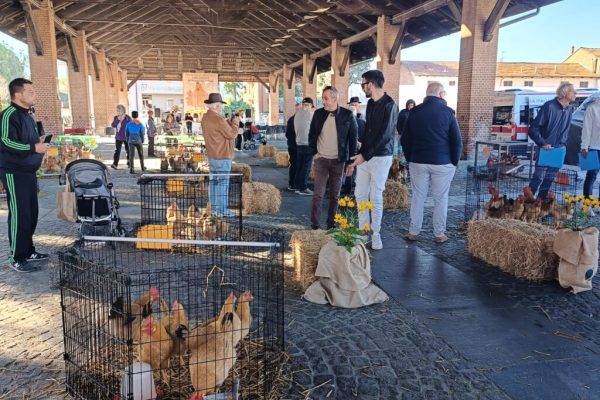 Gallina Bionda