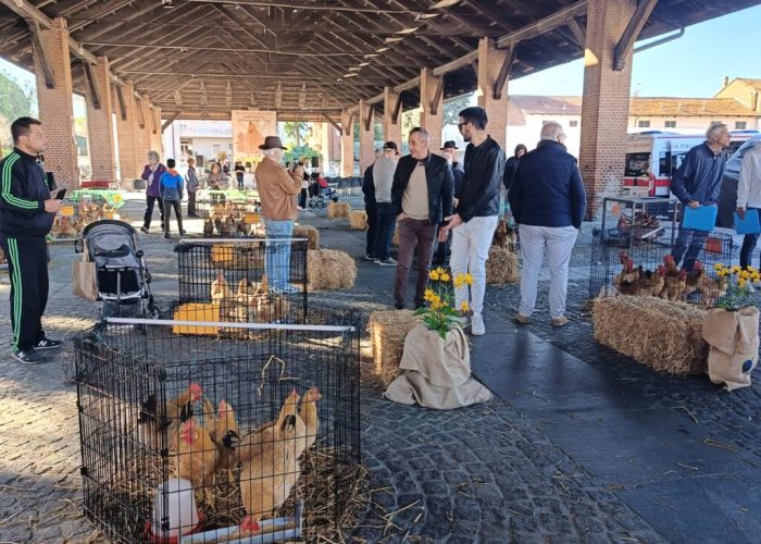Gallina Bionda